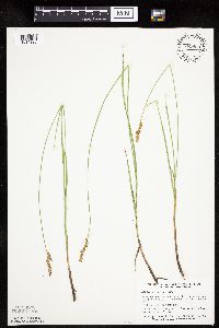 Carex prairea image