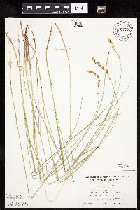 Carex prairea image