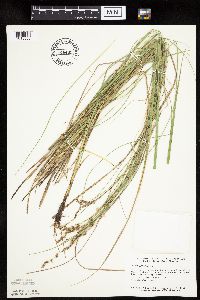 Carex prairea image