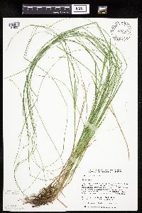 Carex prairea image