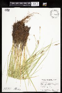Carex prairea image