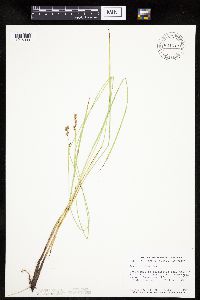 Carex prairea image