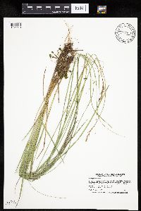 Carex prairea image