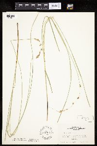 Carex prairea image