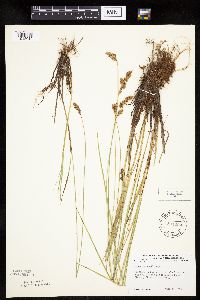 Carex prairea image