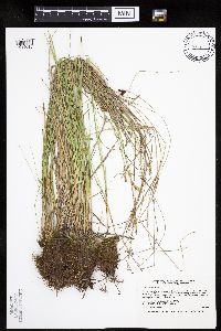 Carex prairea image