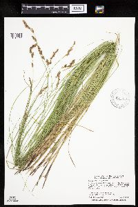 Carex prairea image