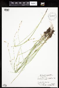 Carex prairea image