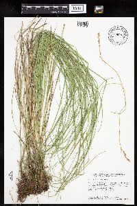 Carex prairea image