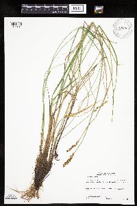 Carex prairea image