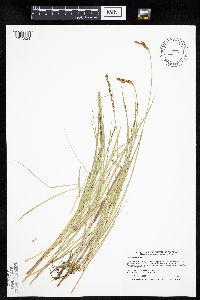 Thumbnail image of current specimen