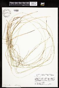 Carex prairea image