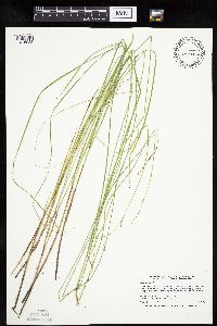 Carex prairea image