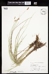 Carex prairea image