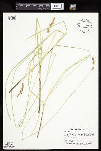 Thumbnail image of current specimen