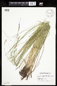 Carex prairea image