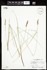 Carex prairea image
