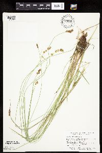 Carex prairea image