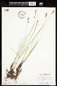 Carex prairea image