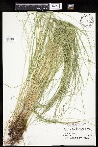 Carex prairea image