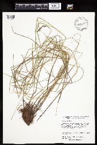 Carex prairea image