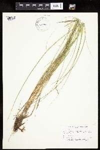 Carex prairea image
