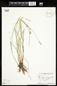 Carex prairea image