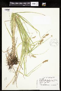 Carex projecta image