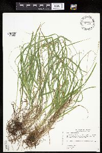 Carex projecta image