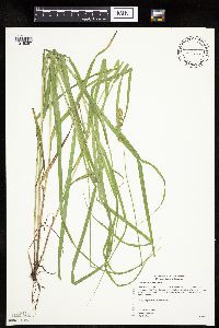 Carex projecta image