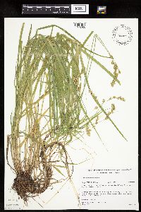 Carex projecta image