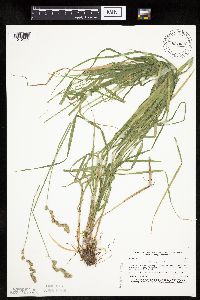 Carex projecta image