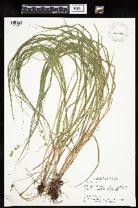 Carex projecta image
