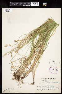 Carex projecta image