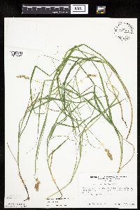 Carex projecta image