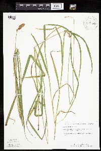 Carex projecta image