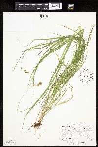 Carex projecta image