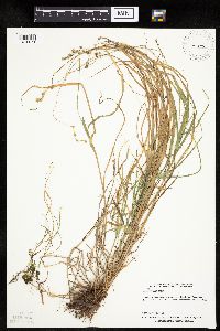 Carex projecta image