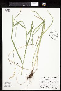 Carex projecta image