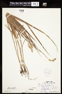 Carex projecta image