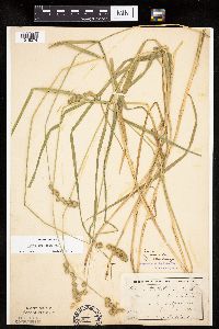 Carex projecta image