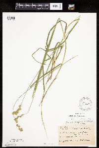 Carex projecta image