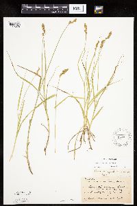 Carex projecta image