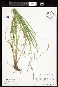 Carex projecta image