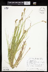 Carex projecta image