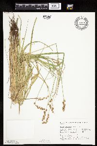 Carex projecta image