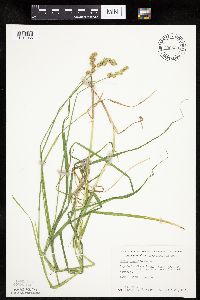 Carex projecta image