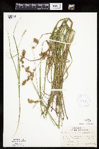 Carex projecta image