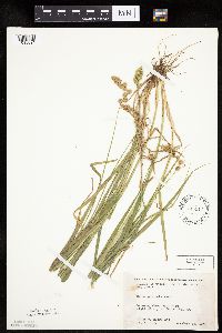 Carex projecta image