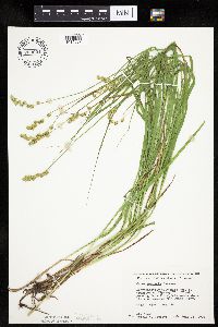 Carex projecta image